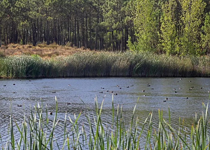 Audiencia 38 Villa *